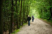 Meerdere wandelpaden kruisen de Rucphense bossen