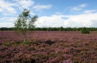 Heideveld in bloei van in de Rucphense Bossen