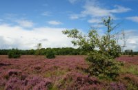 Heideveld in bloei van in de Rucphense Bossen