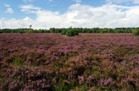 Uitegestrekte heideveld in bloei