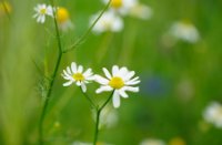 Opendvelden met madeliefjes en andere bloemen