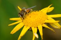 Bijen zoeken nectar in de openvelden met bloemen