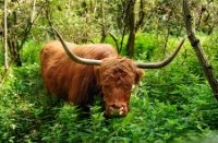 Schotse Hooglander op het Eiland van Brienenoord