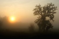 Dauwtrappen langs de Zouweboezem