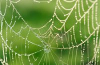Dauwdruppels op een spinneweb