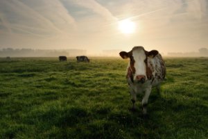 Nieuwsgeriege koe in een polder naast de Zouwebezoem