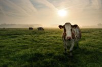 Nieuwsgeriege koe in een polder naast de Zouwebezoem