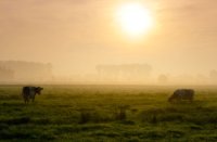 Uitzicht op de polder Kikker naast de Zouweboezem