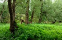 Donkere Doolbos op het Eiland van Brienenoord