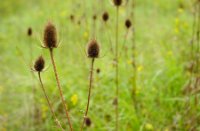 Distels groeien langs de paddenpoel