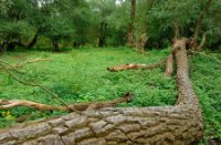 Ook de grote bomen blijven liggen