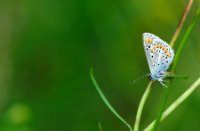 Icarusblauwtje zijn ook aanwezig op het Eiland van Brienenoord