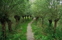 Knotwilgen langs de wandelpaden