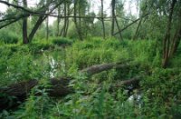 Tijdens vloed is het natuurgied onder water