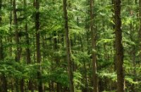 Een indruk met de grove dennen in de kaapse Bossen