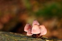 Paddestoelen op een stam van een dode boom
