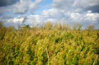 Wild groei van vegetatie in de 