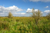 Wandelroute slingert door het natuurgebied, Korendijkse Slikken