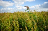 Hoge bomen vangen veel wind, Korendijkse Slikken