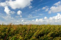 Wandelpaden worden omgeven door hoge vegetatie, Korendijkse Slikken