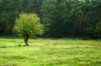 Weiland met een eenzame boom