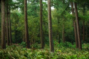 Het bos van pannenhoef tijdens regen...