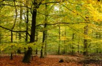 Herfstkleuren in het Speulderbos, Boswachterij Speulderbos en Sprielderbos