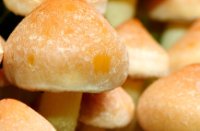 Zwam met een slakje, Boswachterij Speulderbos en Sprielderbos