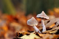 Paddestoelen