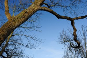 Oude bomen langs de wandelpaden