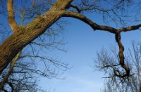 Oude bomen langs de wandelpaden