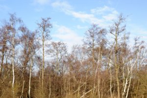 Waterpoeltjes voor de kikkers in de lente