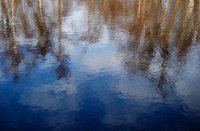 Nog reflectie van bomen