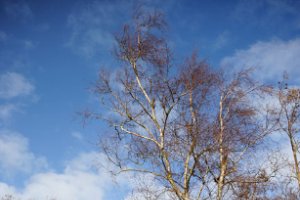 Af en toe fotogenieke bomen langs de wandelpaden