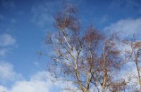 Af en toe fotogenieke bomen langs de wandelpaden