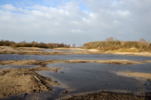 Herstel van duinen in het waterbos