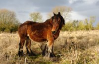Paarden moge vrij grazen in het natuurgebied Slikken van heen