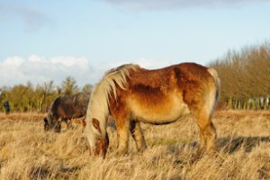 Grote grazers helpen de natuur een handje in het natuurgebied Slikken van de Heen