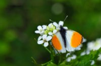 Het oranjetipje - Anthocharis cardamines