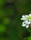 Het oranjetipje - Anthocharis cardamines