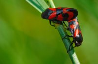 Bloedcicade