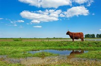 Tiengemeten wordt door de grote grazers geholpen