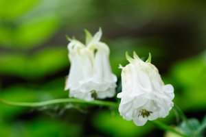 bloemen