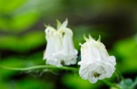 bloemen