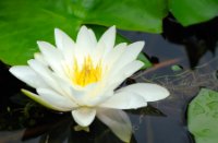 Nymphaea - Waterlelie