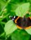 De atalanta (Vanessa atalanta) of admiraalvlinder 