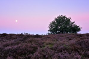 Heide in de ochtend bij de PosBank