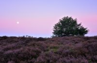 Heide in de ochtend bij de PosBank