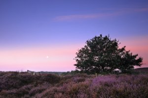 In de ochtend struiheide bij de Posbank veluwezoom