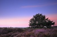 In de ochtend struiheide bij de Posbank veluwezoom